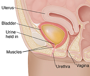 Close-up cross section of female urinary tract showing bladder holding in urine.