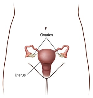 Front view of a woman's pelvis showing uterus and ovaries.