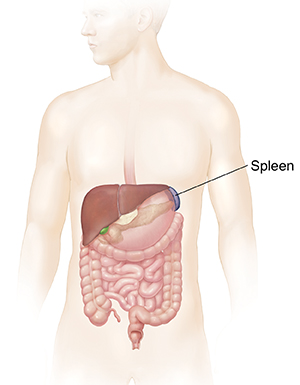 Outline of man showing GI tract and spleen.