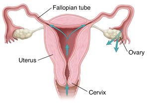 Female reproductive tract with arrows, showing path through vagina, cervix, uterus, and out of fallopian tubes.