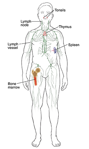 Lymphatic system, including bone marrow, tonsils, lymph node, lymph vessel, spleen, and thymus.