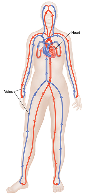 Front view of body showing arteries, veins, heart, and closed circulation system.