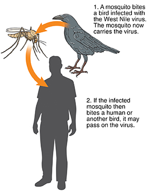 Crow, mosquito, and person, showing West Nile virus transmission from crow to mosquito to human.