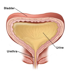  Bladder and urethra, showing bladder full of urine and bladder walls contracting and squeezing urine into urethra and outside body.