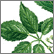 Nutritional Supplements