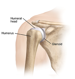 Front view of shoulder joint showing humerus, glenoid, and humeral head.