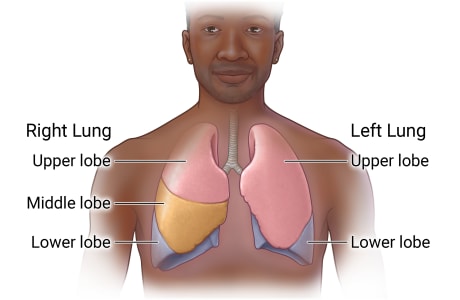 Person with lungs in chest and showing parts of lungs, including upper lobe, middle lobe, and lower lobe of right lung and upper lobe and lower lobe of left lung.