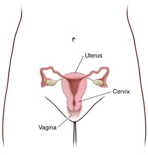 Female pelvis area showing uterus, cervix, and vagina.