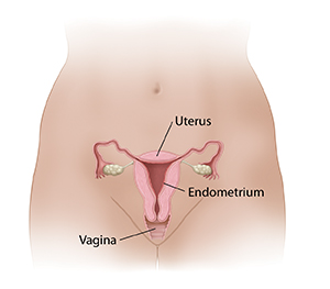 Location of uterus and vagina showing endometrium lining inside of uterus.