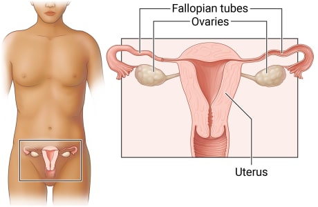 Location of female reproductive organs in pelvic area, with detail of fallopian tubes, ovaries, and uterus.