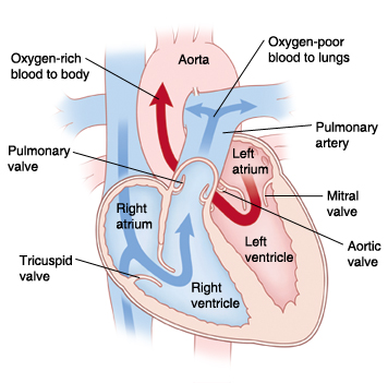 Inside view of heart showing flow of oxygen-poor blood to lungs and oxygen-rich blood to body.
