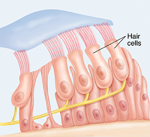 Hair cells in the cochlea.