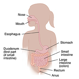 Outline of child showing digestive tract.