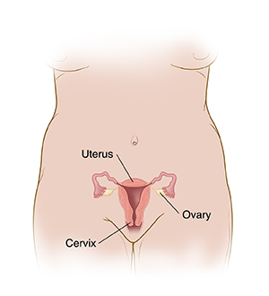 Front view of female torso showing reproductive organs.