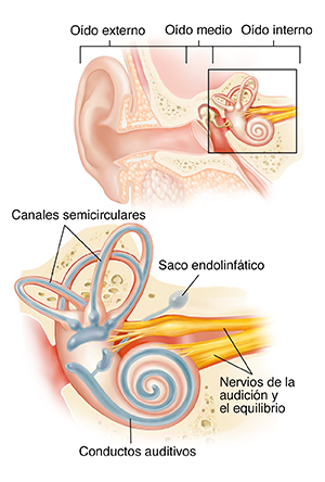 Corte transversal del oído que muestra el oído externo, medio e interno con un primer plano de la cóclea