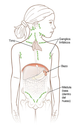 Contorno de una niña en el que se muestran los órganos dentro del abdomen, el contorno de los huesos de la cadera, la glándula timo y los ganglios linfáticos.