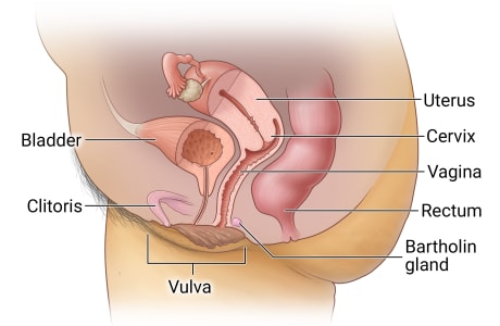 Cross-section of reproductive anatomy, including uterus, cervix, vagina, Bartholin bland, vulva, and clitoris with rectum and bladder.